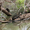 Indian pond terrapin