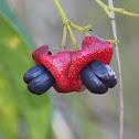 Lolly Bush, Thurkoo