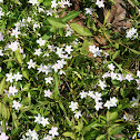 spring beauties