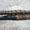 Ello Sphinx Moth Caterpillar