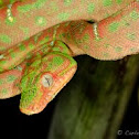 Emerald tree boa