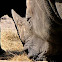 Rhinoceros