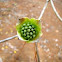 Flowering Dogwood