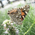 Painted Lady