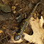Yellow Spotted Salamander