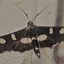 Grape Leaffolder Moth