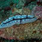 Nudi