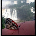 Borboleta 88