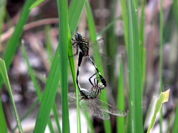 Spotting Image 1