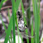 Army dragonfly