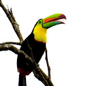 Keel-Billed Toucan