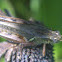 Unknown Grasshopper