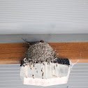 Welcome swallow