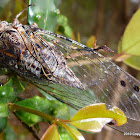 Cicada