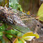 Cicada