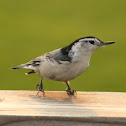 White-breasted Nuthatch