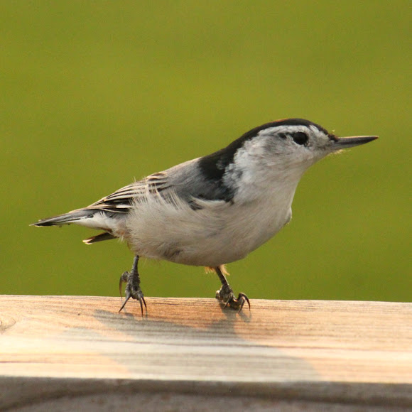 Spotting Image 1