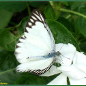 Striped Albatross Butterfly (Male)