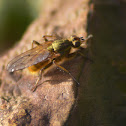 Yellow Dung Fly