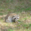 Raccoon