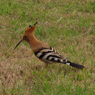 Hoopoe,Poupa