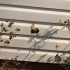 Eastern Carpenter Bee