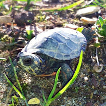 Delaware Wildlife