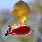 Ruby throated hummingbird