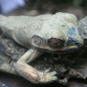 Tree Frog