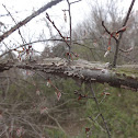 Winged Elm