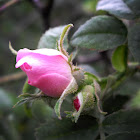 Dog Rose