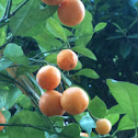 Clementines
