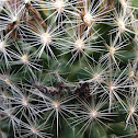 Eastern Beehive cactus