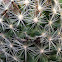 Eastern Beehive cactus