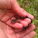 Ringneck snake