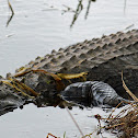 American Aligator