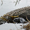 American Aligator