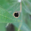 Larkspur Seedhead (open)