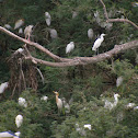 Cattle Egrets and Night Heron