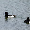 Tufted duck, Reiherente