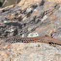 Coastal Tiger Whiptail