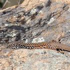 Coastal Tiger Whiptail