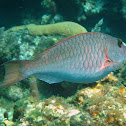 Striped parrotfish