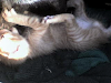 Urgente¡¡¡Regalo Gatitos