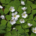 Wood Sorrel