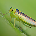 Leafhopper