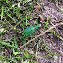 Green tiger beetle