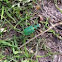 Green tiger beetle