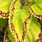 Coleus