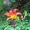 Tiger Lilly